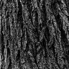Oak tree bark in black and white by Eagle Wings Fotografie