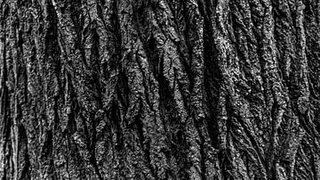 Eiken boomschors in zwart-wit van Eagle Wings Fotografie
