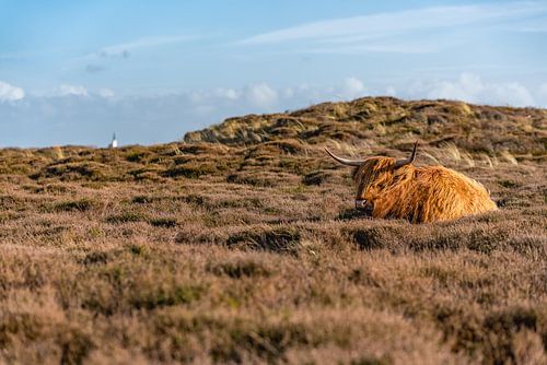 Hooglander bollenkamer Texel