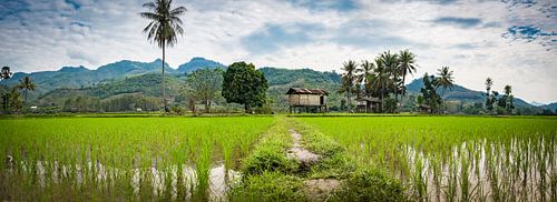 Breed panoramisch landschap met rijstvelden, Noord Laos