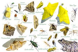 Compilation de mites