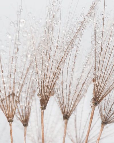 De druppels laten de pluisjes sluiten