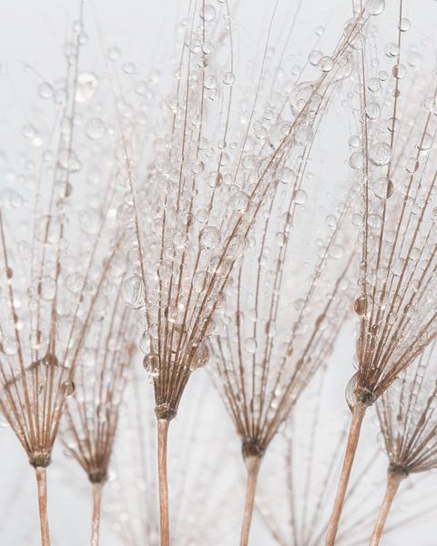 The drops allow the fluff to close by Marjolijn van den Berg
