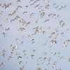 Großer Brachvogelflug von Anja Brouwer Fotografie