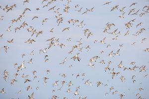 Curlew Flight