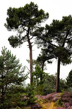 Heide en bomen met achtergrond van mist van Marianne van der Zee