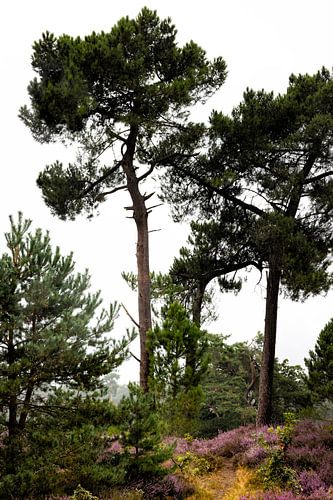 Heide en bomen met achtergrond van mist