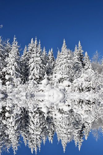 Ein verschneiter Wald nach dem Sturm