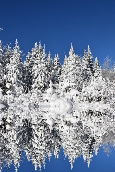 A snowy forest after the storm by Claude Laprise