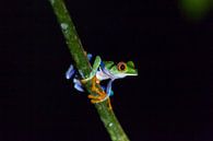 Frosch im Dunkeln von Van Renselaar Fotografie Miniaturansicht