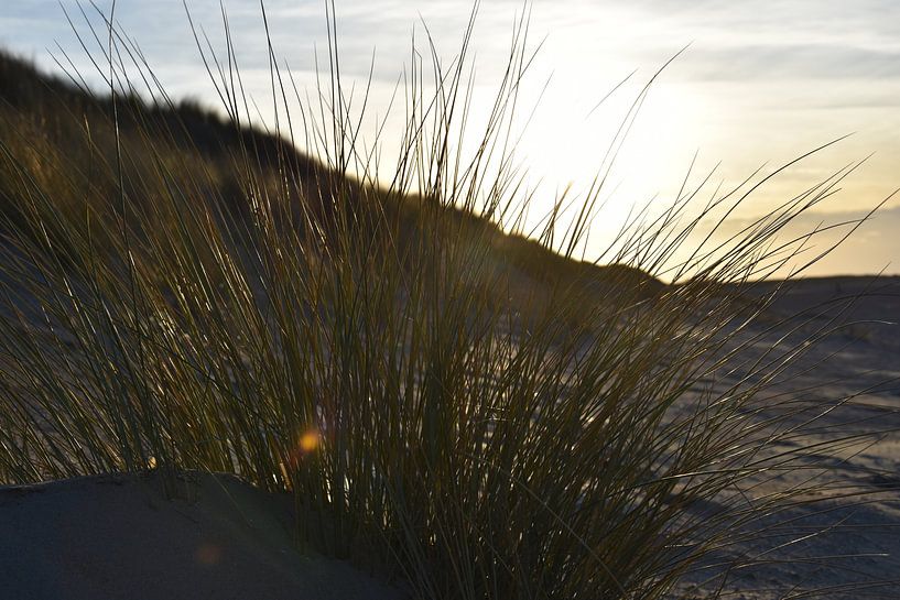 Dune grass by Elias DS