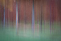 Orchard abstract 3