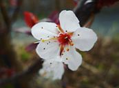 Cherry blossom van Dave Mulder thumbnail