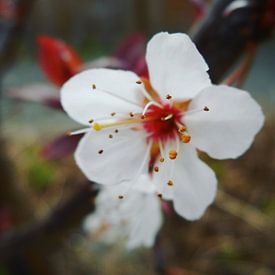Cherry blossom van Dave Mulder