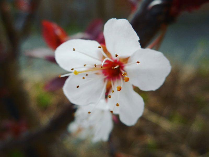 Cherry blossom van Dave Mulder