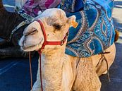 Moroccan camel van brava64 - Gabi Hampe thumbnail
