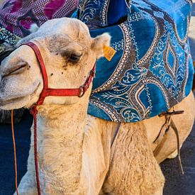 Marokkanisches Kamel von brava64 - Gabi Hampe