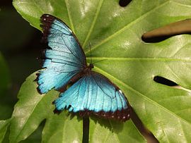 Ruhender blauer Schmetterling