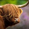 Kop van een Schotse Hooglander tegen de paarse heide van Laura Wubben
