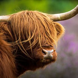 Kop van een Schotse Hooglander tegen de paarse heide van KiekLau! Fotografie