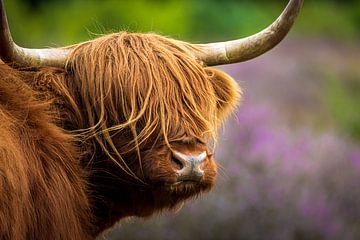 Kopf eines schottischen Highlanders vor violettem Heidekraut von KiekLau! Fotografie