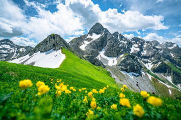 Trollblumen in den Allgäuer Alpen vor der Trettachspitze von Leo Schindzielorz