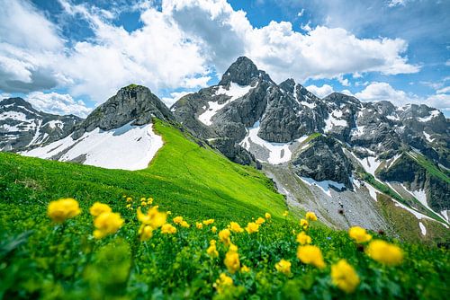 Trollenbloemen in de Allgäuer Alpen voor de Trettachspitze