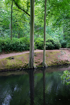 Trees in Middelheim park, Antwerp
