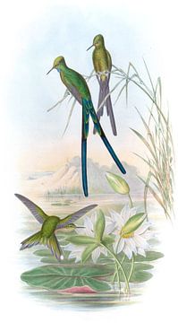 Blauwstaartsylph, John Gould van Hummingbirds
