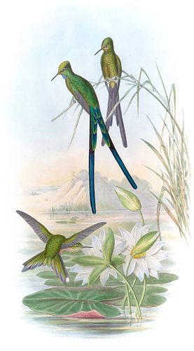 Blue-tailed Sylph, John Gould