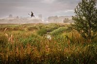 Landschap met vissende stern