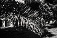 Natural Abstraction: Palm tree leaf on Menorca