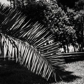 Abstraction naturelle : Feuille de palmier à Minorque sur Wendy Bos