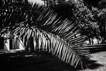 Natuurlijke Abstractie: Palmboomblad op Menorca van Wendy Bos