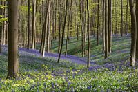 Wilde hyacinten in het Hallerbos