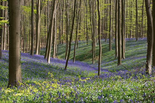 Jacinthes sauvages dans la forêt de Haller