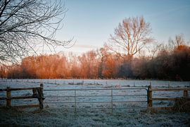 Winterpoëzie in het natuurreservaat Bünde | Deel II van Momentaufnahme | Marius Ahlers