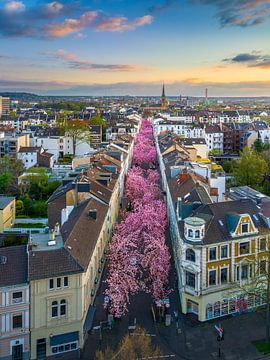 Cerisiers en fleurs à Bonn sur Michael Abid