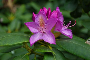 Rhododendron by tiny brok