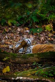 Tiger aus dem Nürnberger Tiergarten von Andreas Hauck