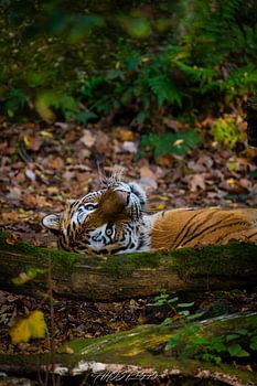 Tiger aus dem Nürnberger Tiergarten