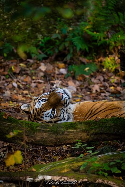 Tigre du zoo de Nuremberg par Andreas Hauck
