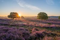 Bloeiende heide tijdens zonsopkomst