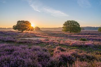 Blühendes Heidekraut bei Sonnenaufgang