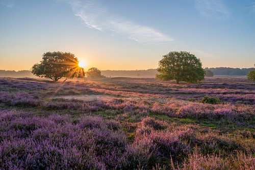 Blühendes Heidekraut bei Sonnenaufgang