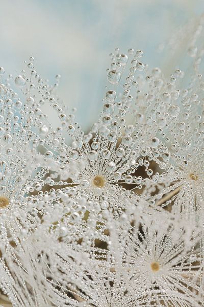 Winter feeling: Droplets hanging from the fluff of a Dandelion by Marjolijn van den Berg