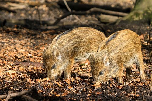 Zwijntjes in de lente