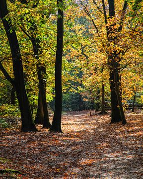 Kaapse Bossen  im Herbst von Johan Zwarthoed