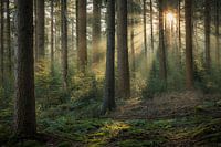 Magische sfeer in het bos