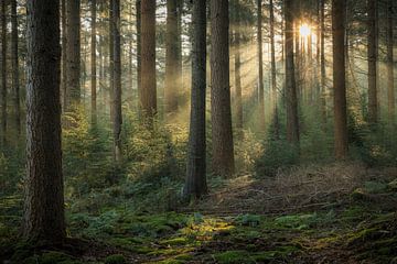 Magische sfeer in het bos van Eefje John